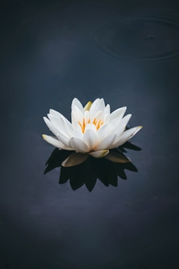 fleur de lotus blanche