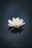 white lotus flower in bloom