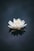 white lotus flower in bloom