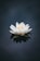 white lotus flower in bloom