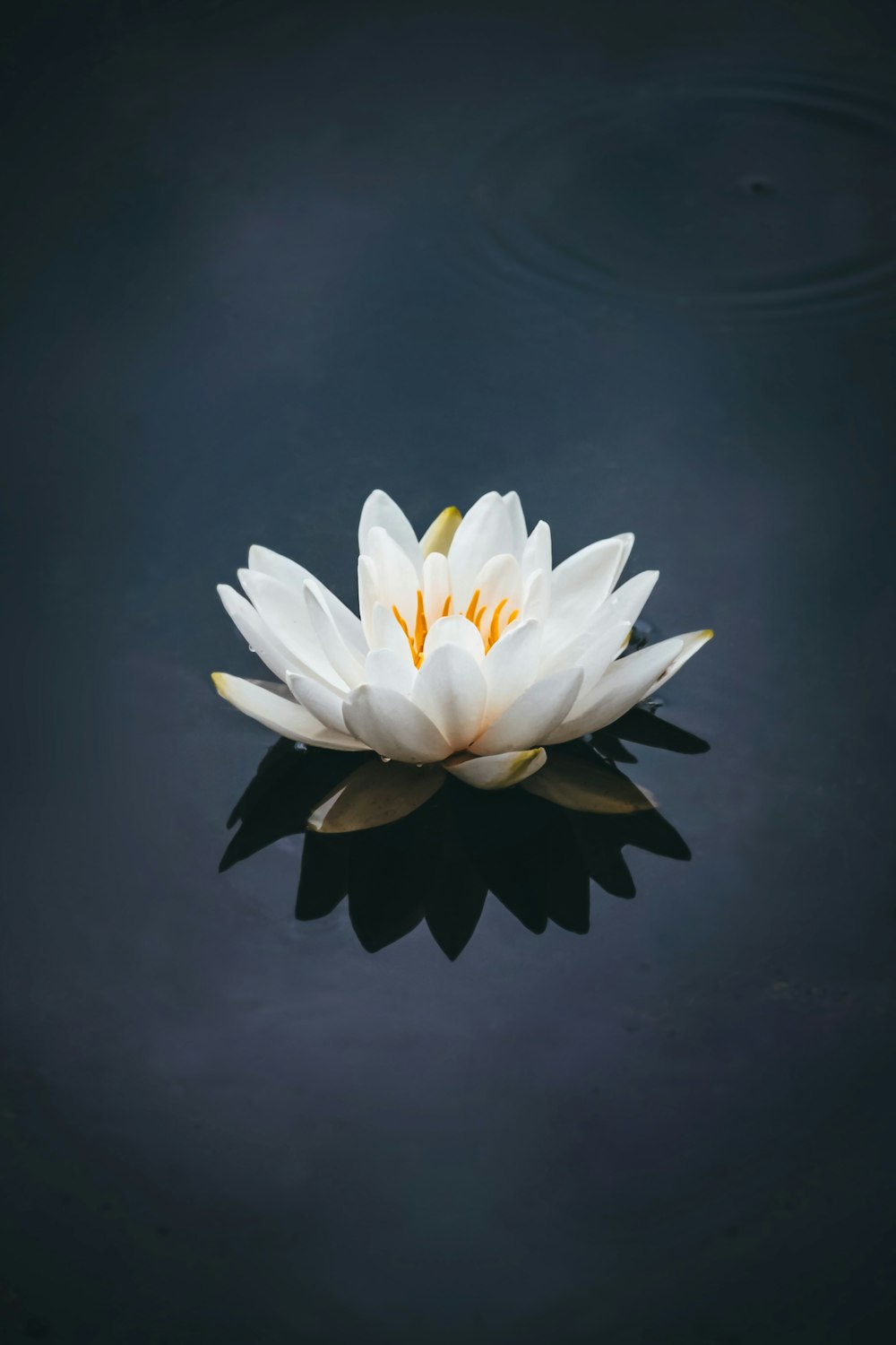 white lotus flower in bloom