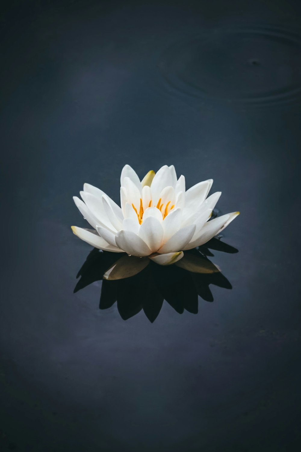 Weiße Lotusblume in voller Blüte