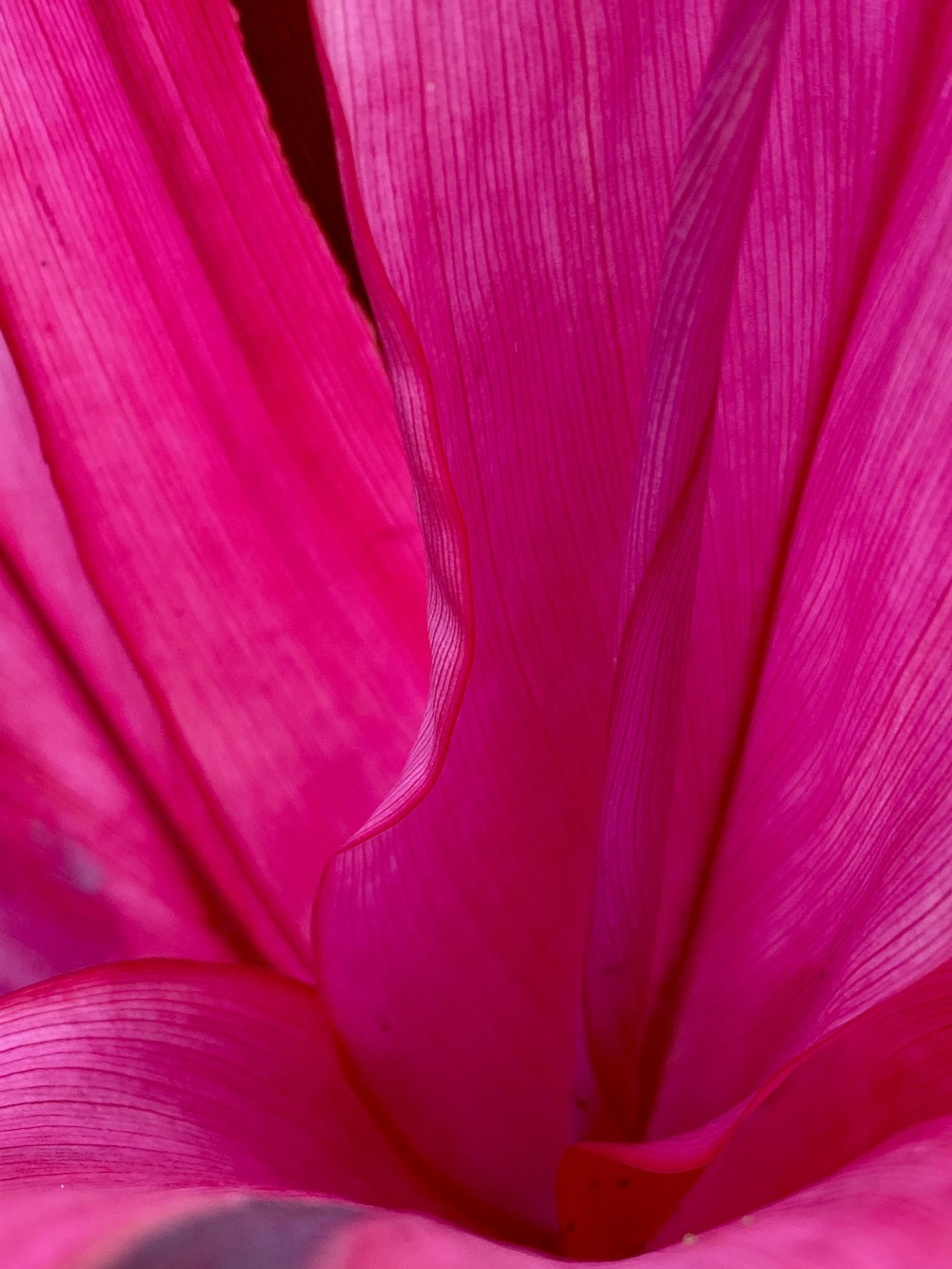 purple flower in macro shot