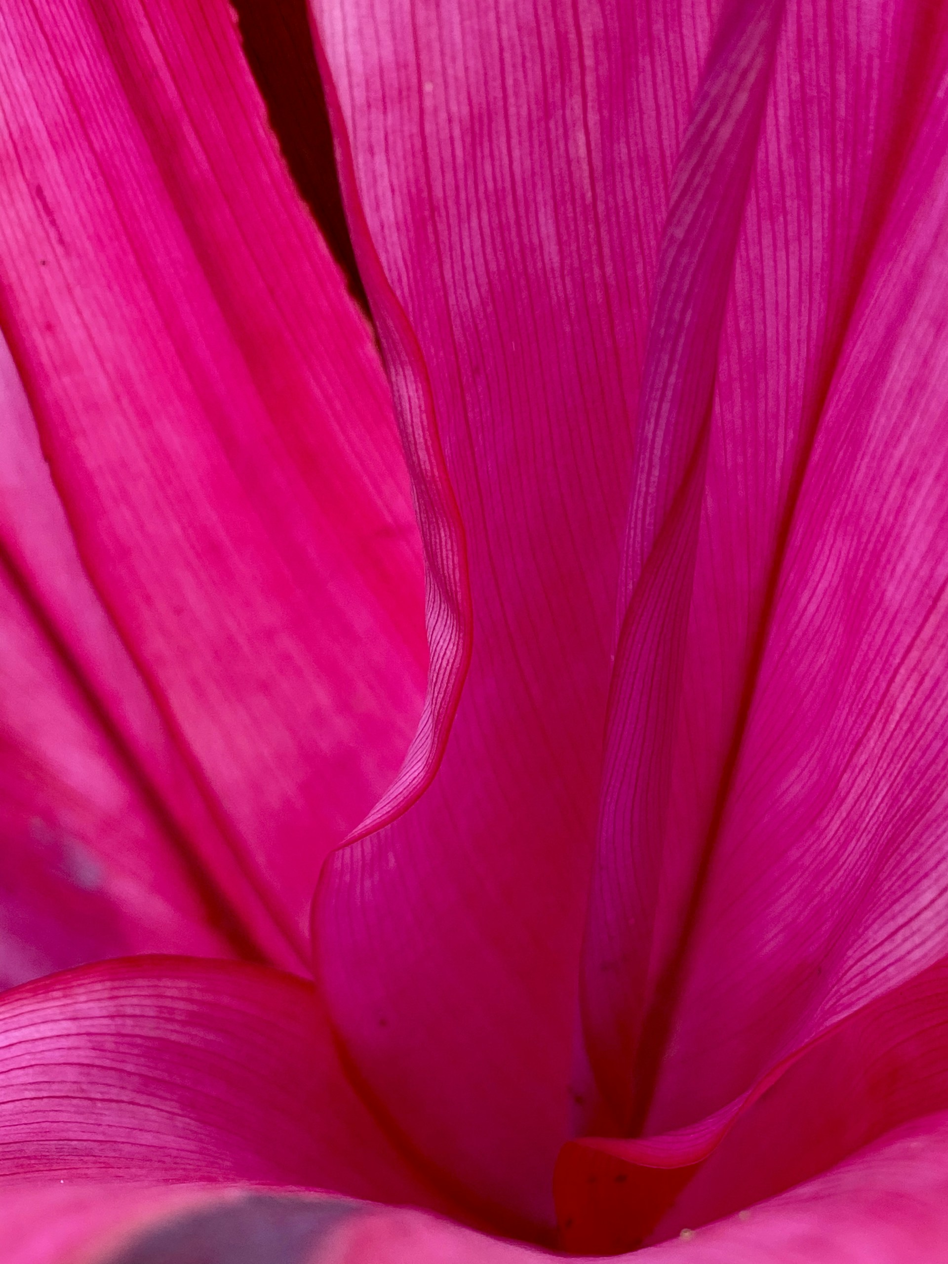 purple flower in macro shot