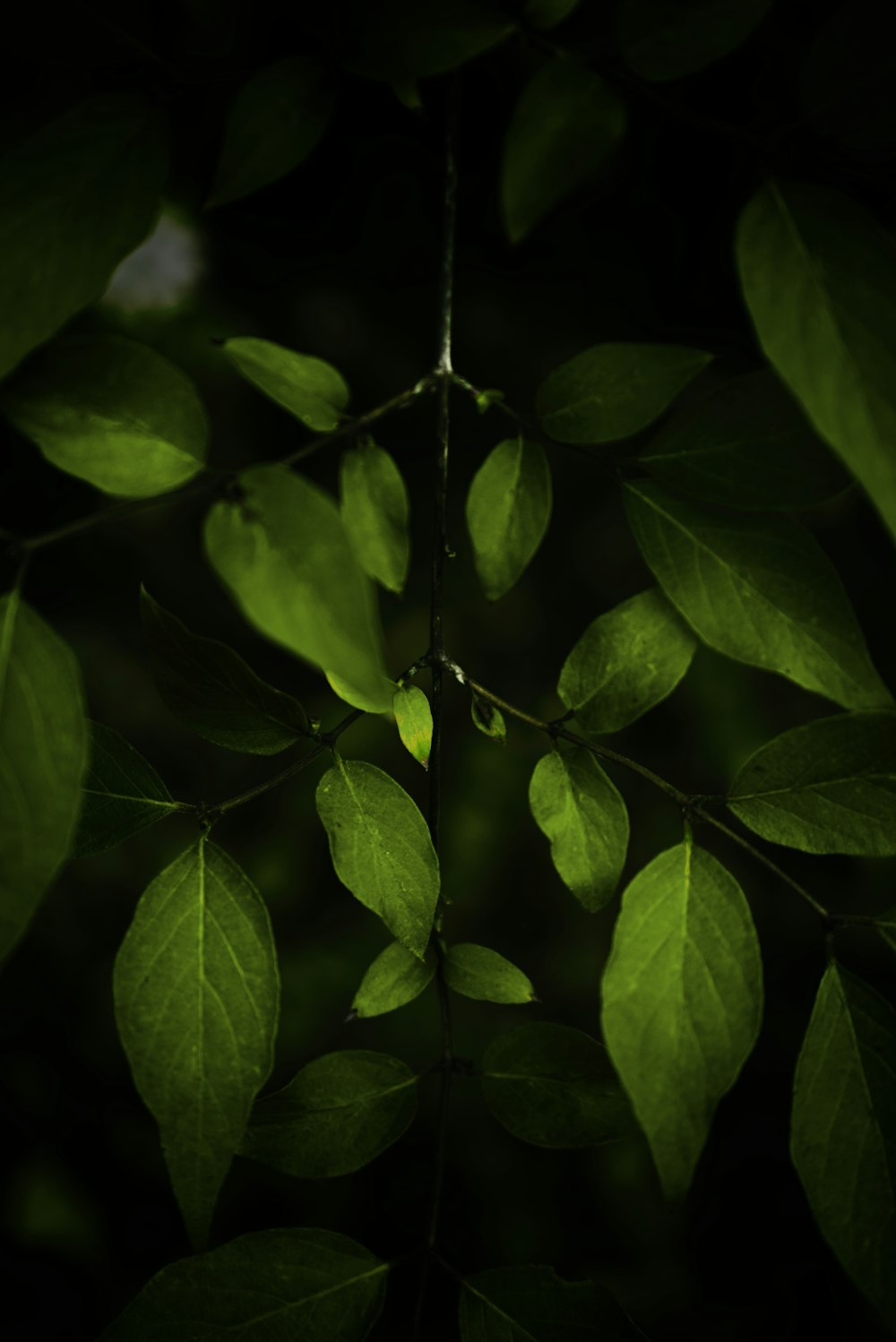 green leaves in close up photography