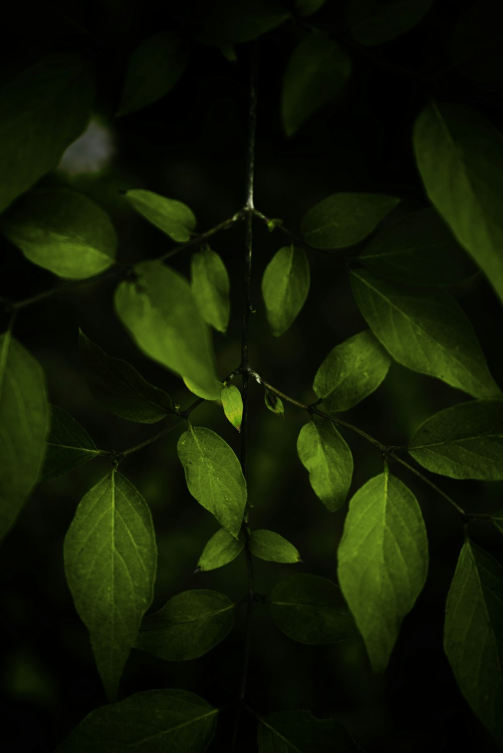 feuilles vertes en photographie en gros plan