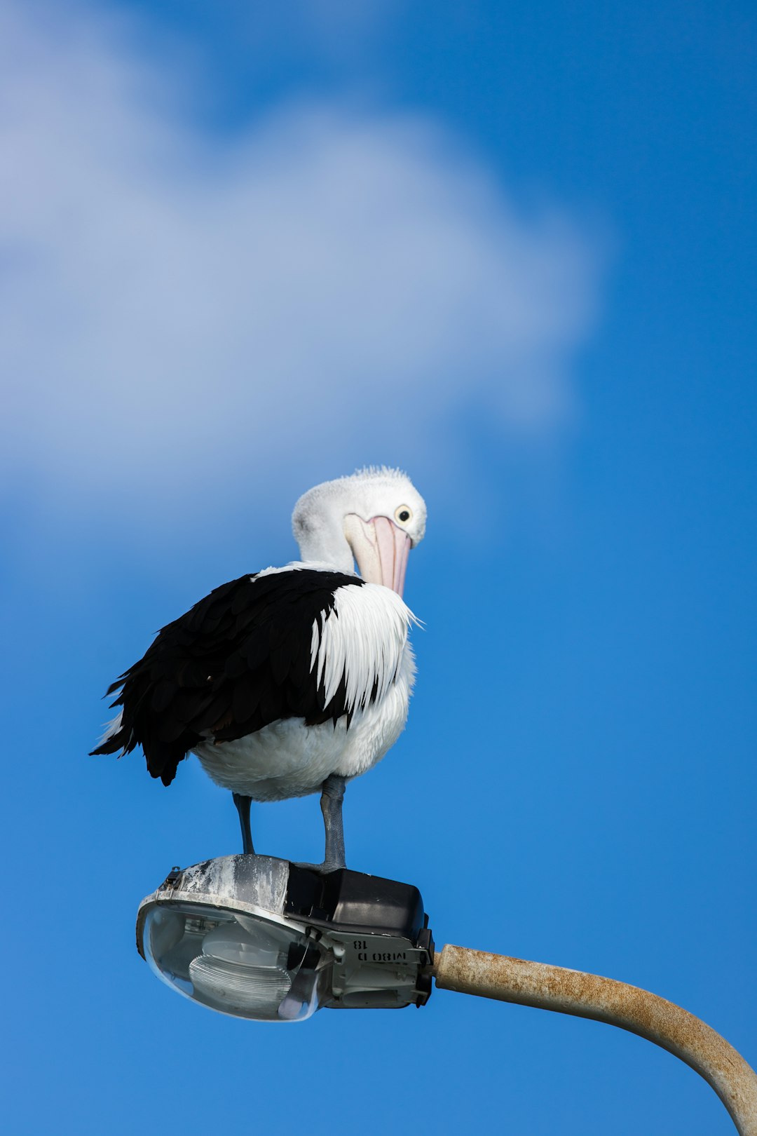 white stork on black wooden stand during daytime