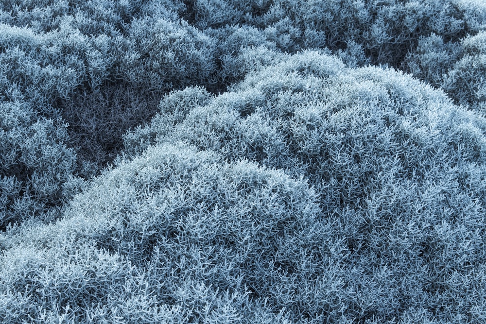 green trees covered with snow