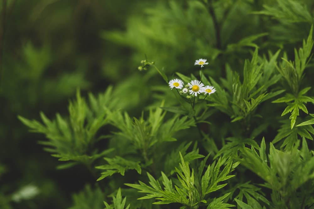 white flower in tilt shift lens