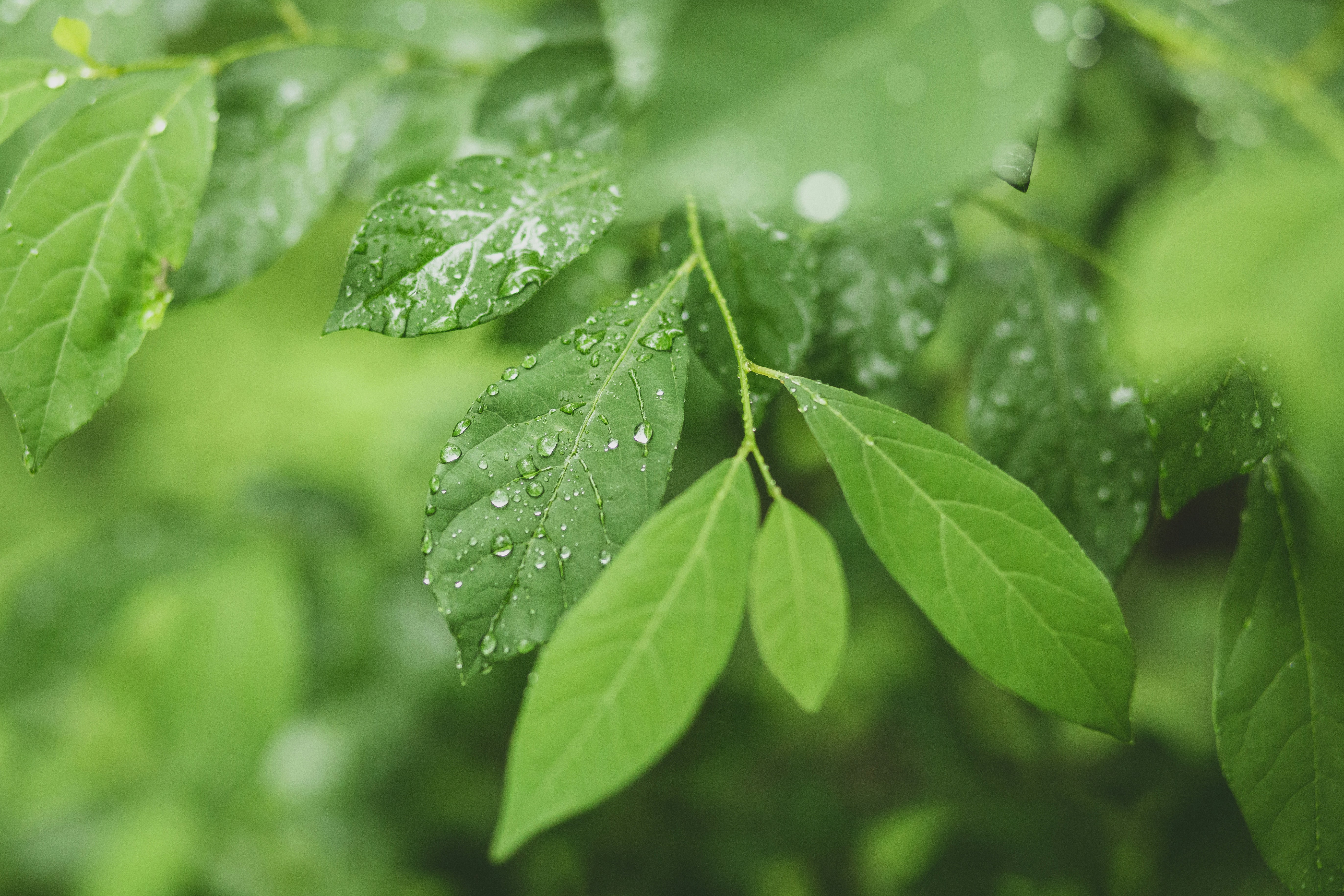 green leaf plant with water droplets four leaf clover teams background