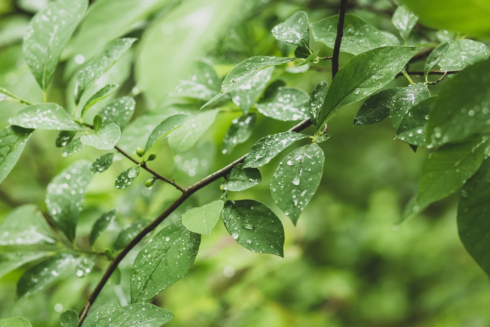 green leaves with water droplets