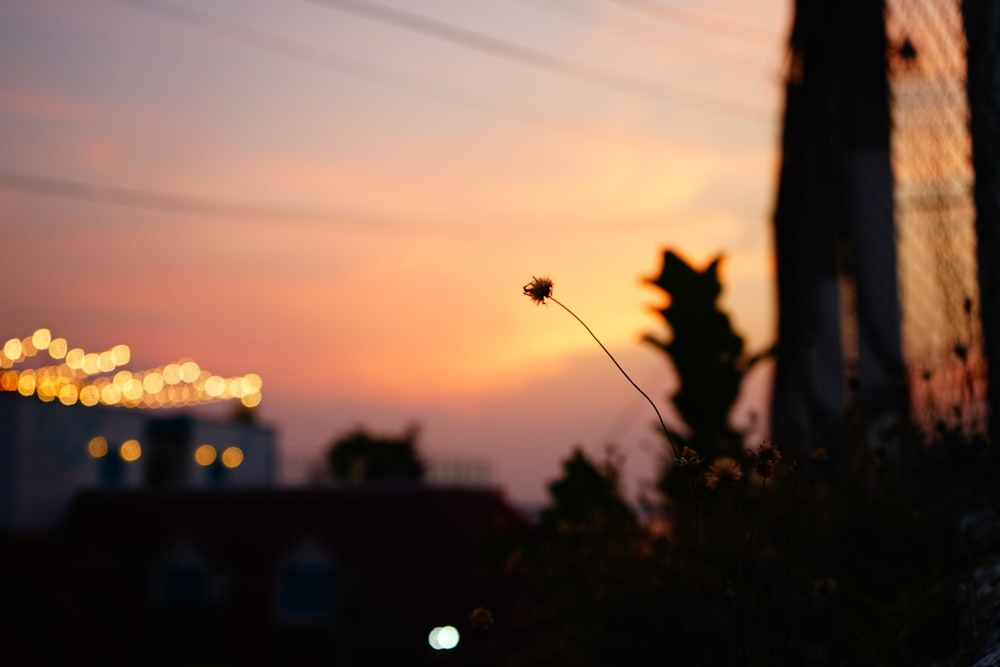 silhouette de fleur au coucher du soleil