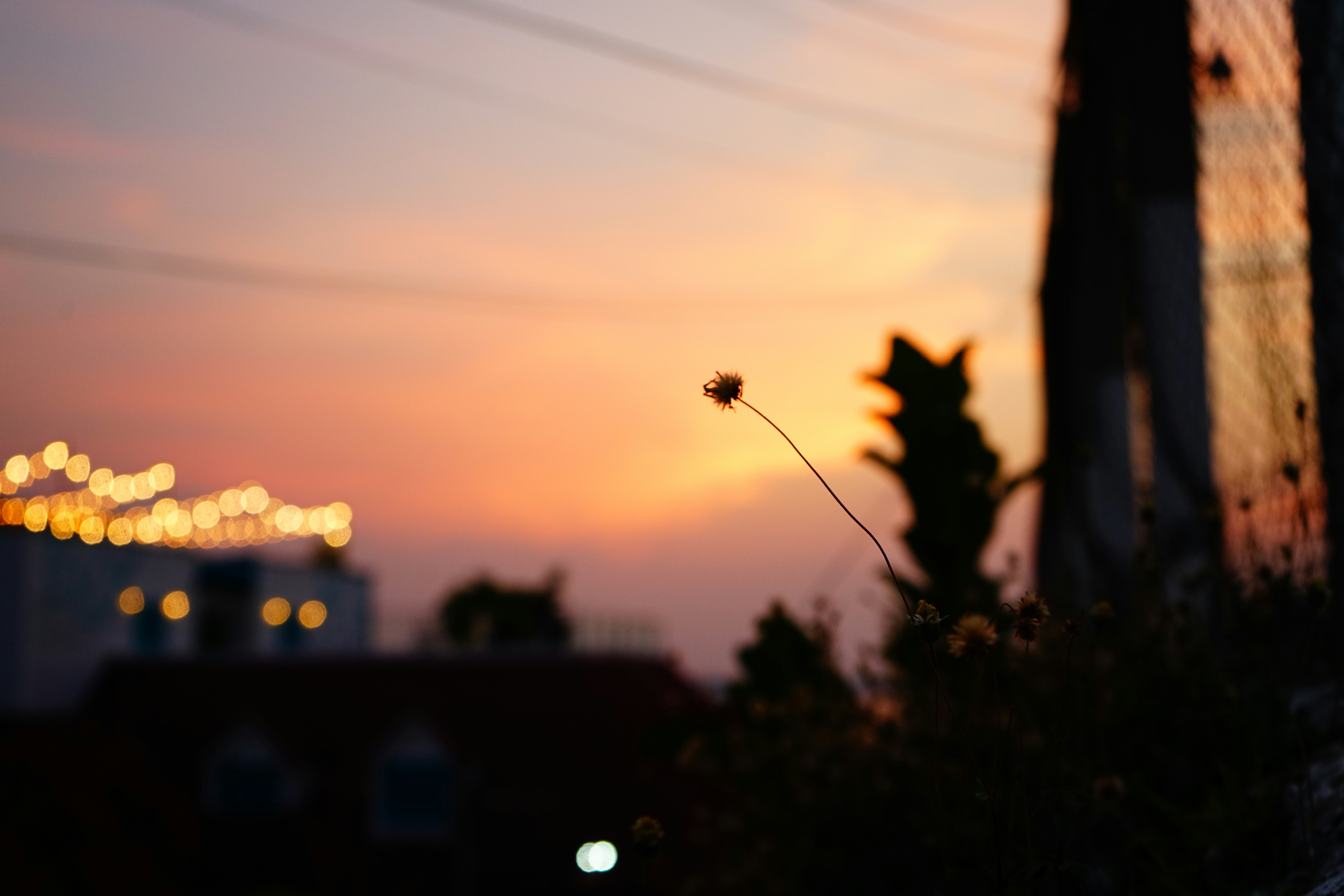 silhouette of flower during sunset
