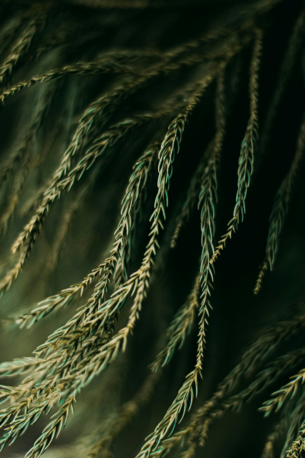 green leaf plant in close up photography