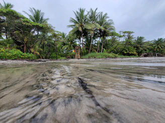 palm trees on beach shore during daytime