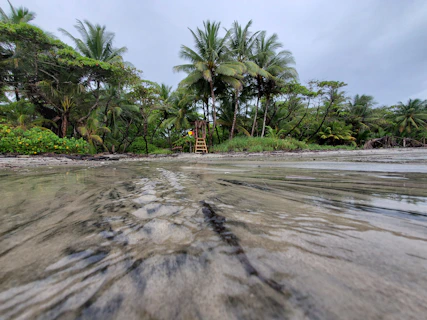 palm trees on beach shore during daytime