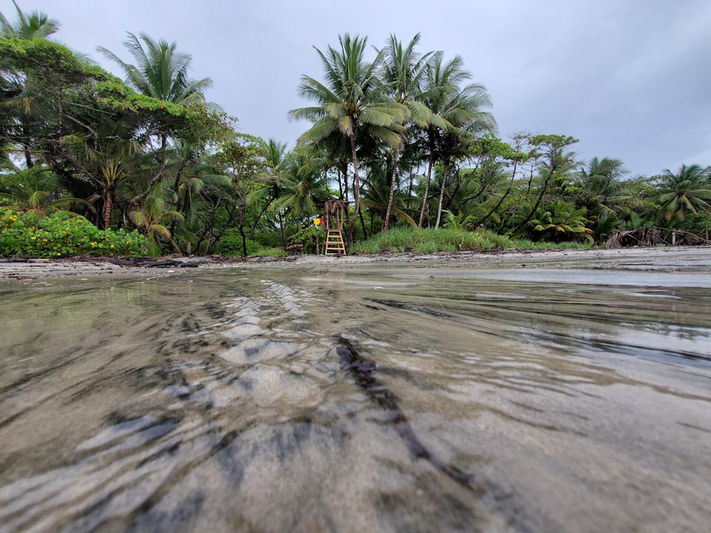 palm trees on beach shore during daytime