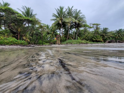 palm trees on beach shore during daytime costa rica teams background