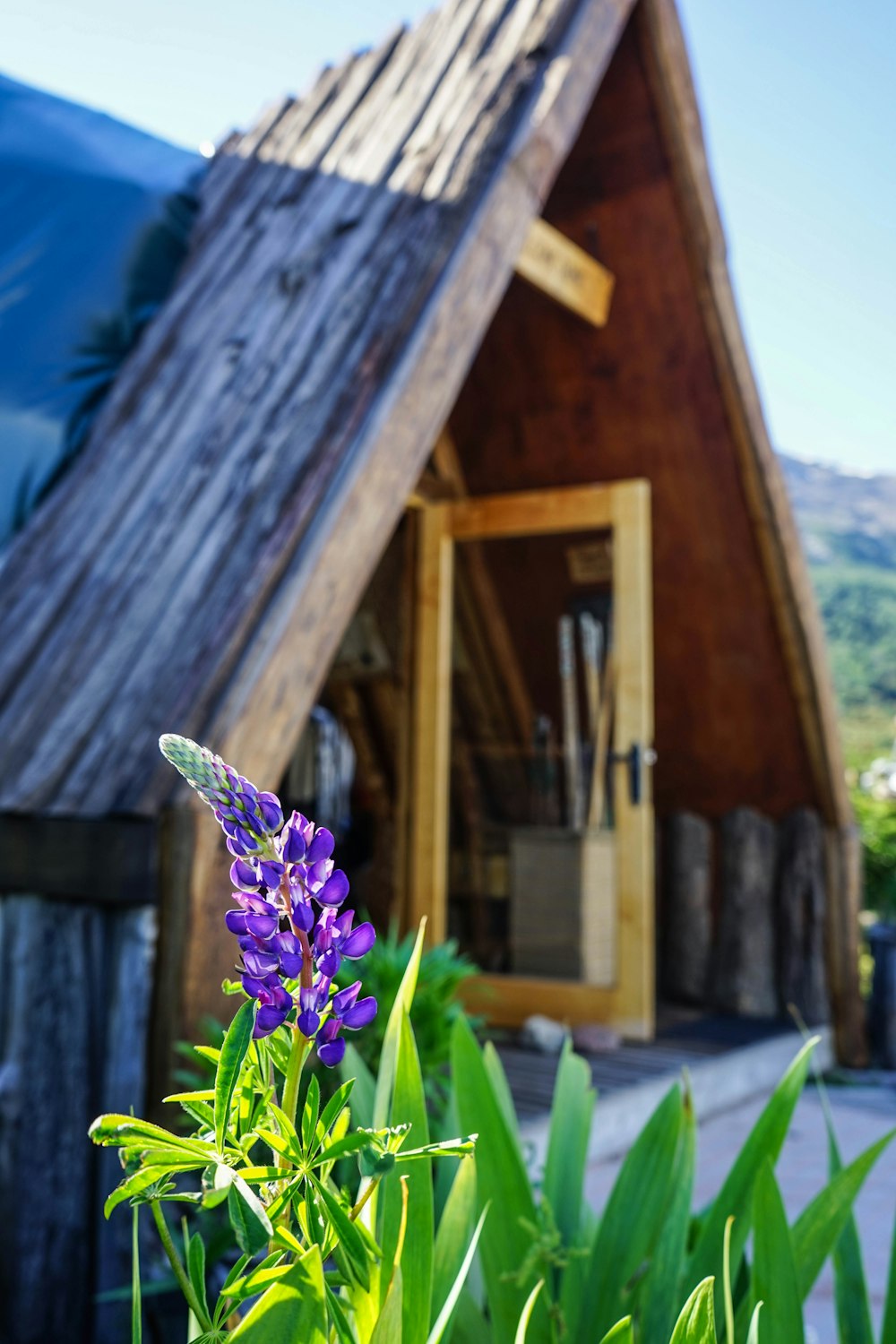 fleur violette dans une lentille à bascule