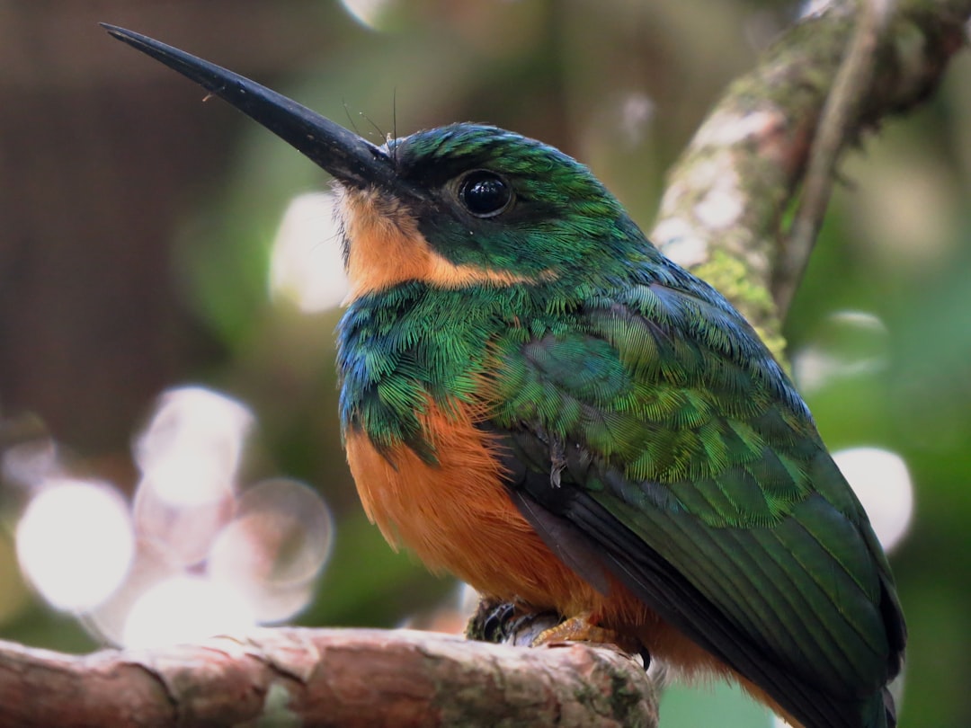 This female Rufous-tailed jacamar would periodically hawk insects in short, rapid bursts of flight, then return to her perch on the branch. She didn't seem bothered at all by the tourists filming her!