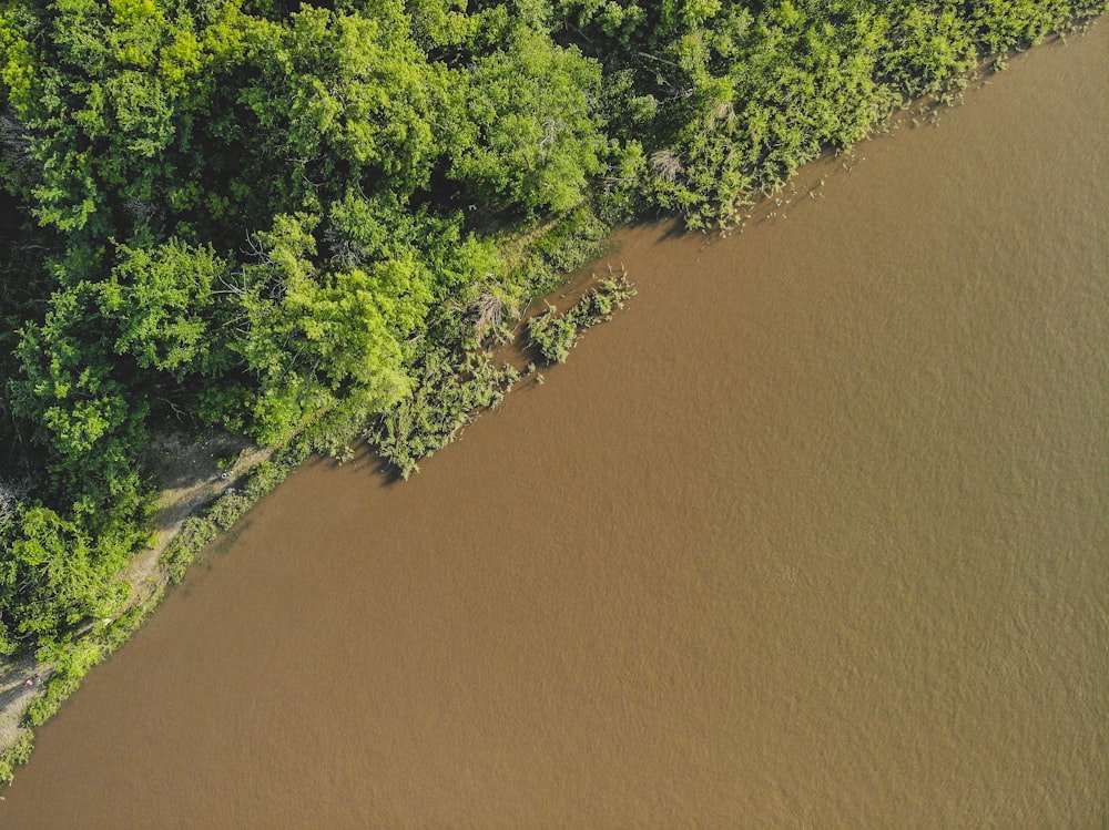 árboles verdes junto al cuerpo de agua durante el día