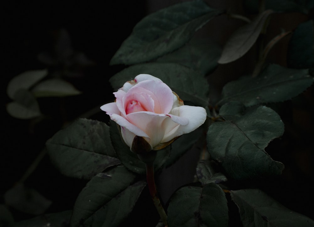 white and pink rose in bloom