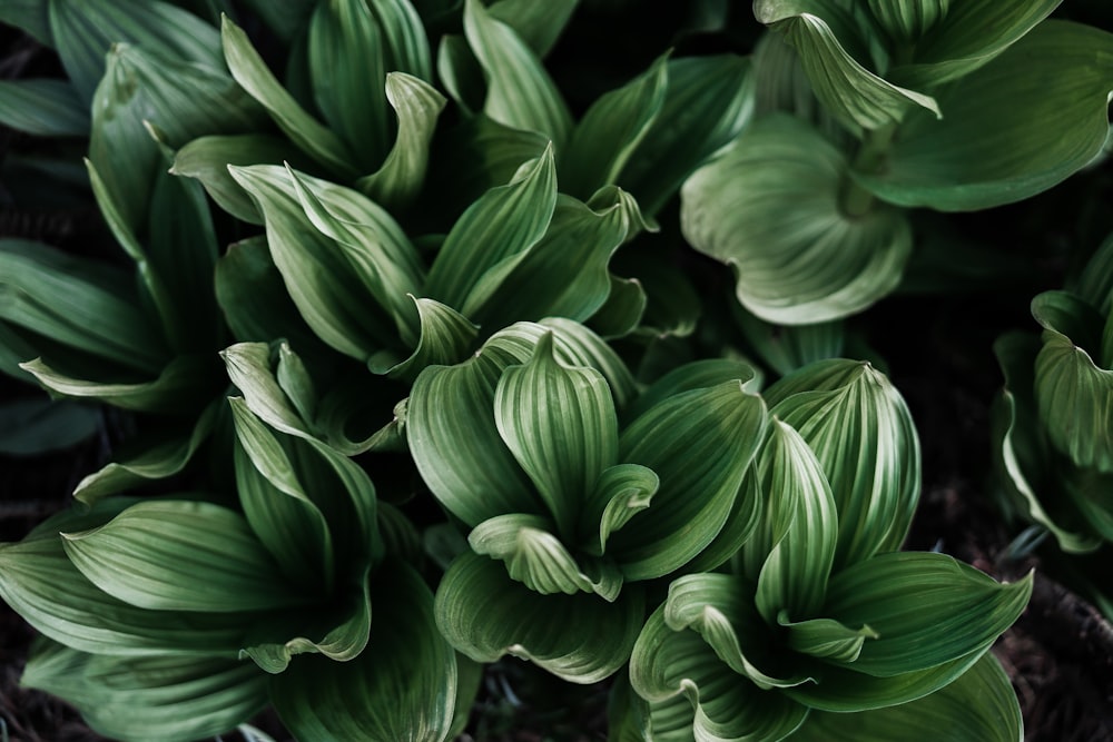 green leaves plant in close up photography