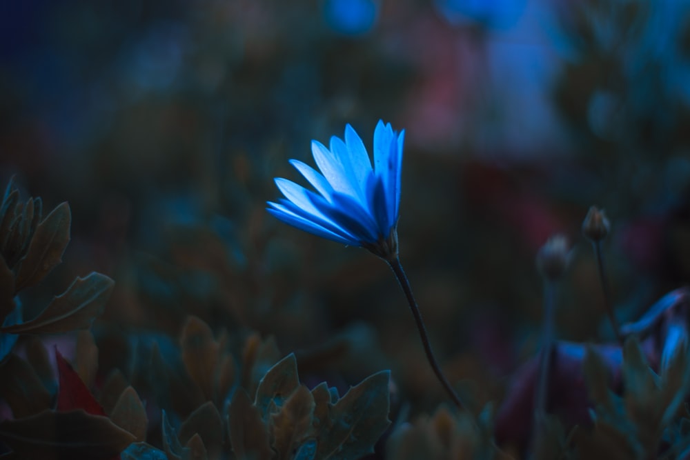 blue flower in tilt shift lens