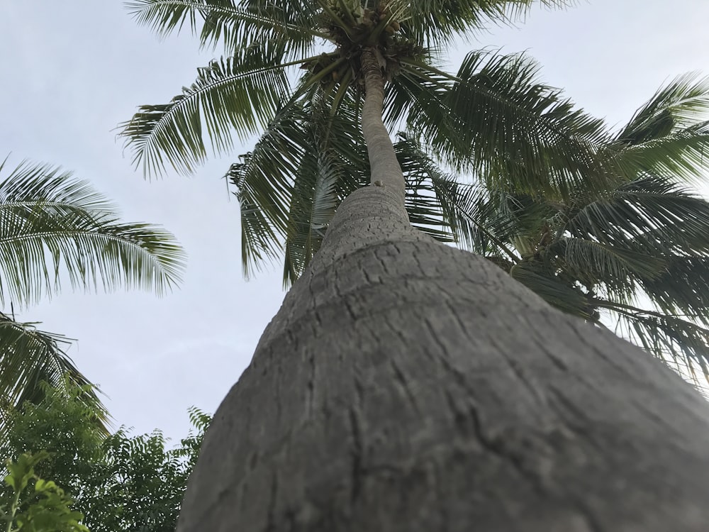 Palmera verde bajo el cielo azul durante el día