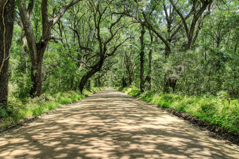 brown pathway between green grass and trees during daytime