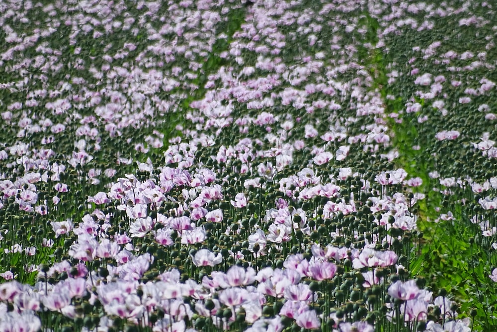 pink and white flower petals on green grass field