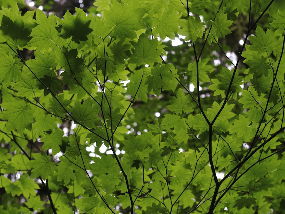 folhas de bordo verde durante o dia