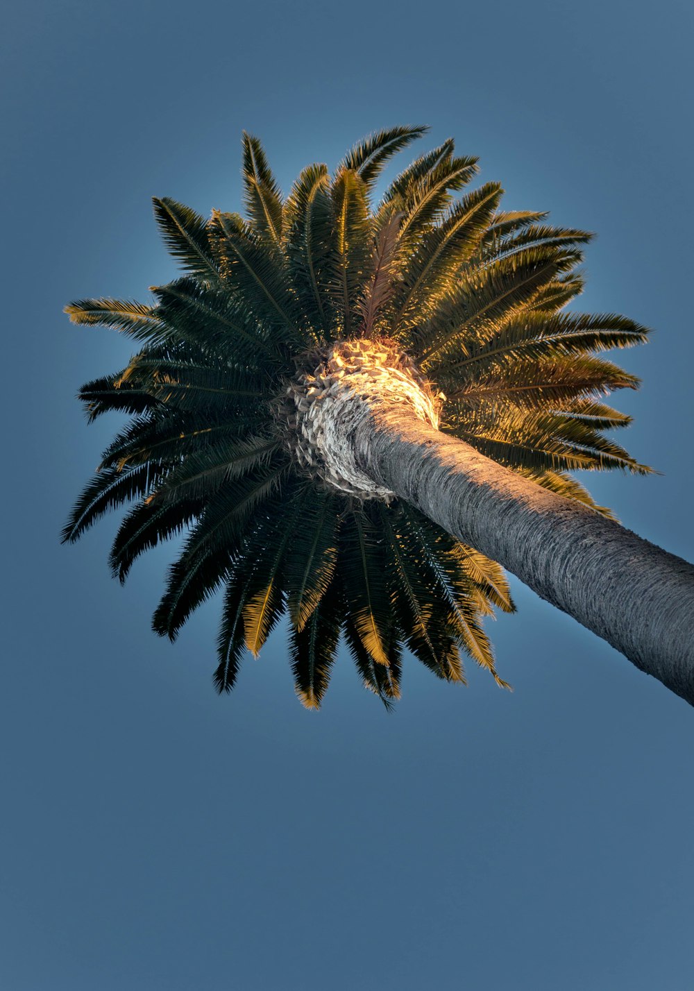 brown palm tree under blue sky during daytime
