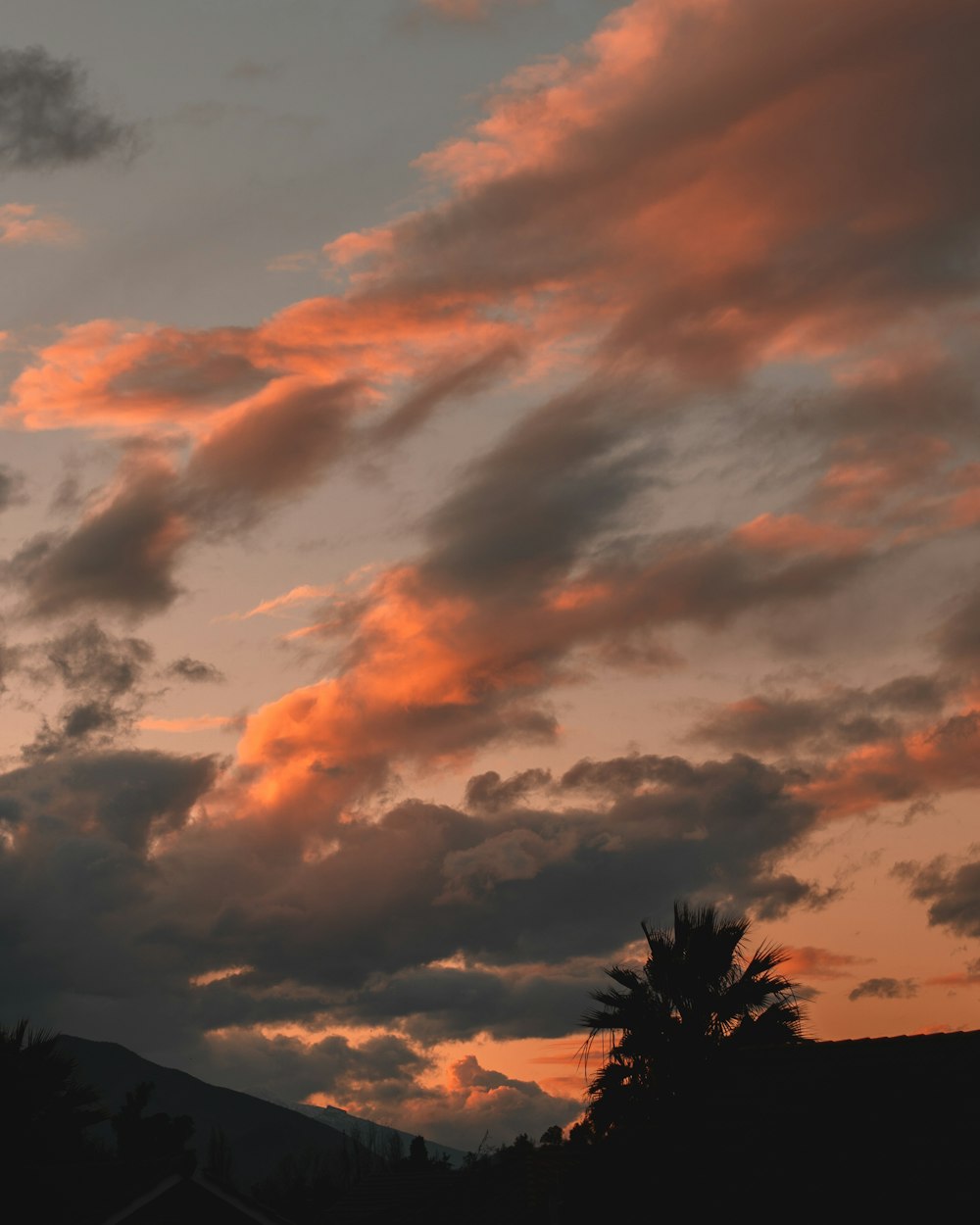 silhouette of trees under cloudy sky during sunset