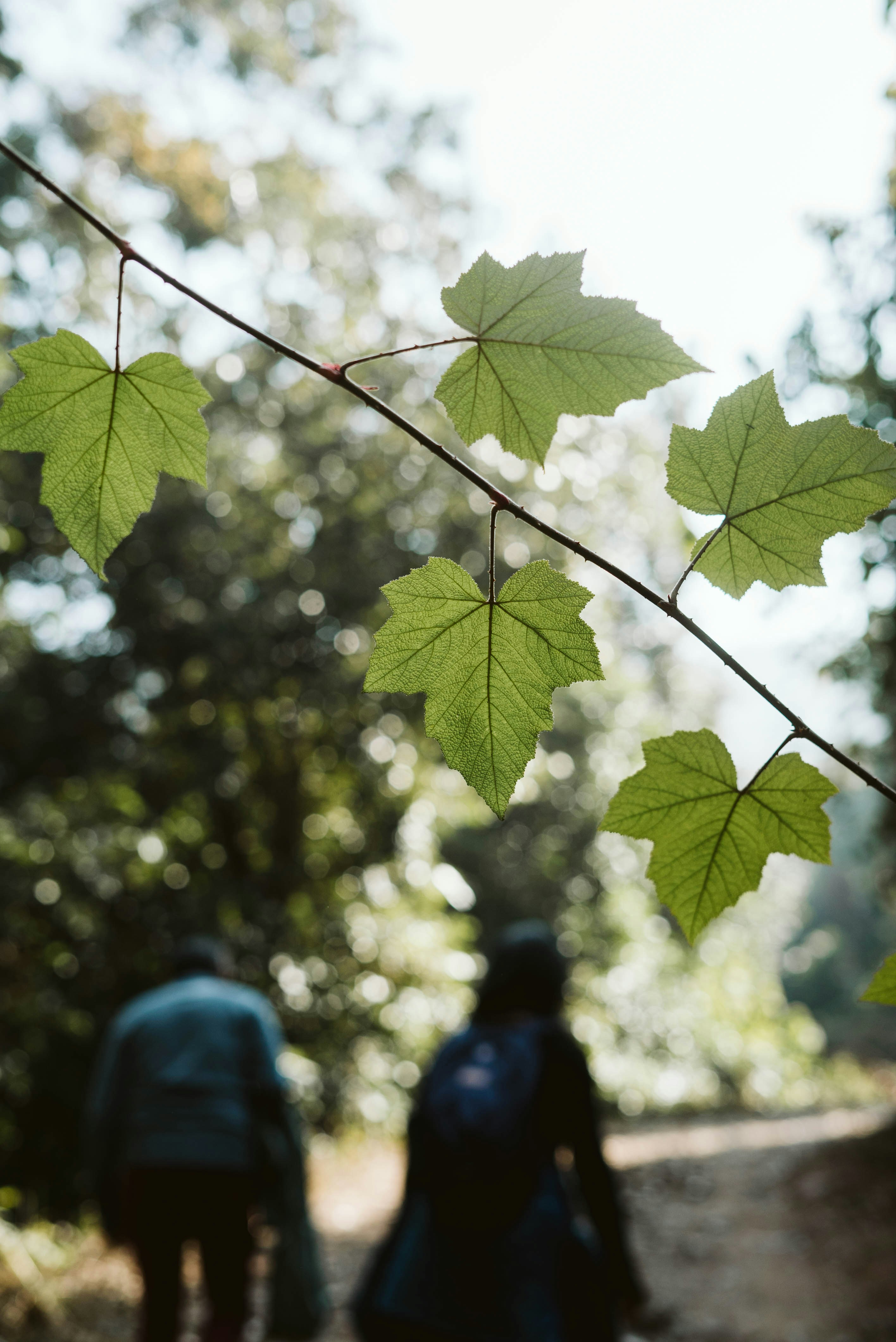 feuilles vertes sur branche brune pendant la journée