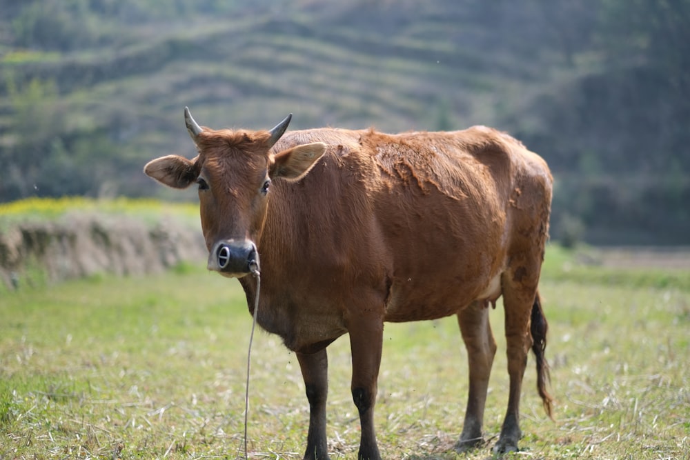 brown cow on green grass field during daytime