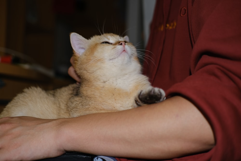 person holding orange tabby cat