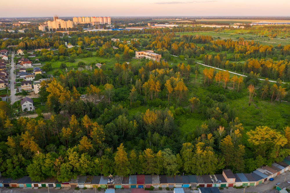 Arbres et maisons verts pendant la journée