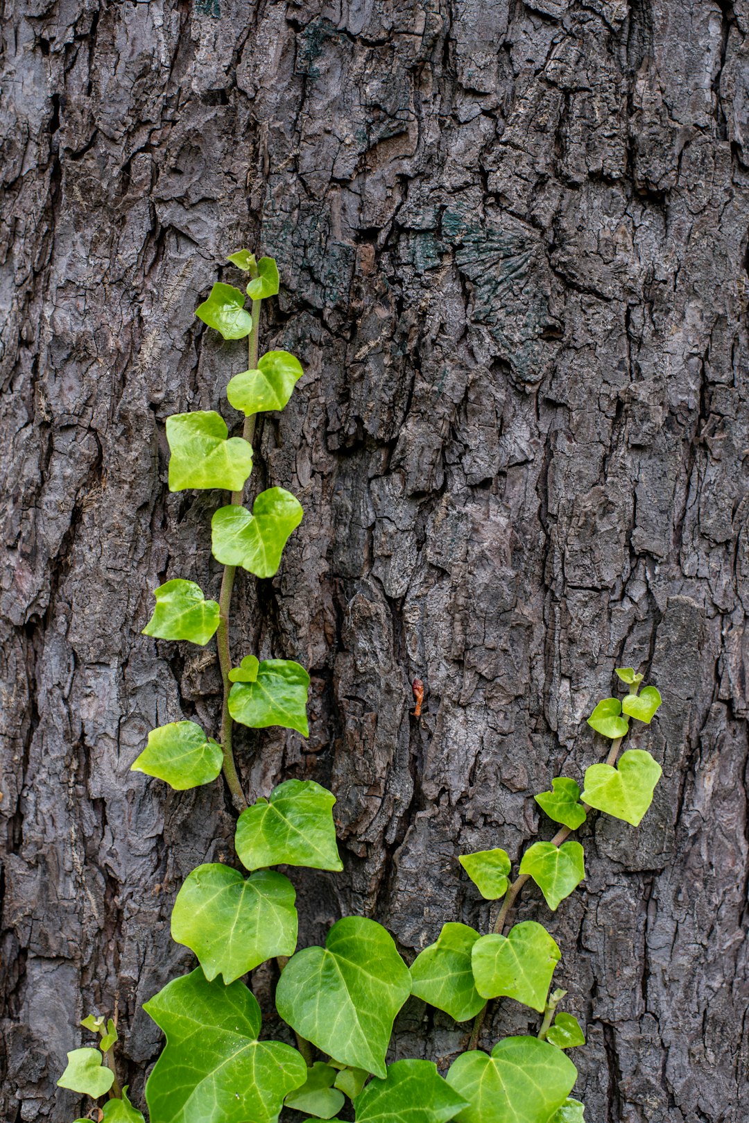 green leaves on brown tree trunk