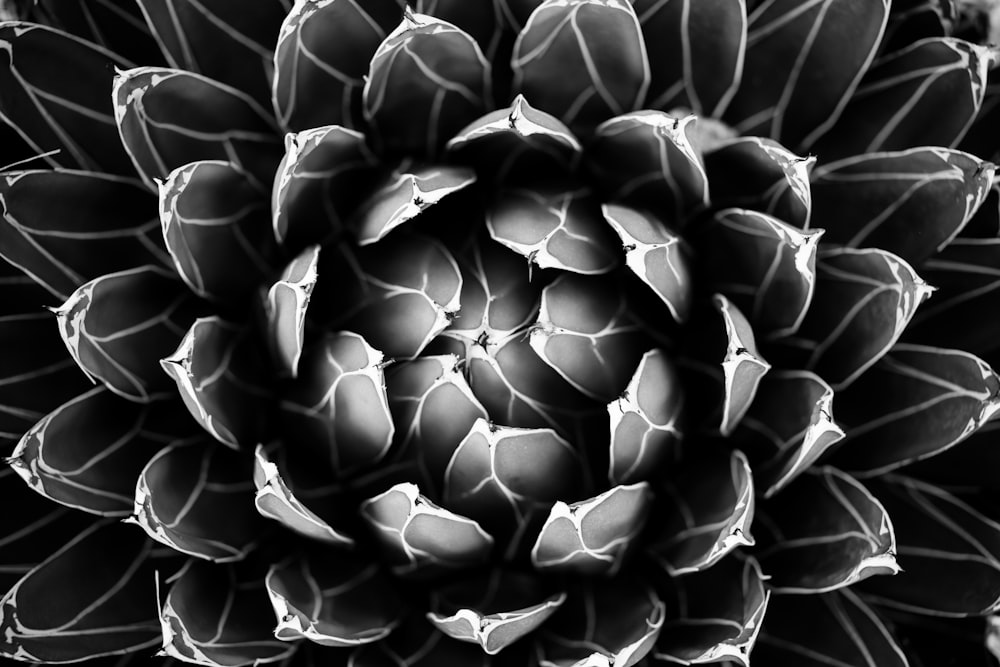 greyscale photo of succulent plant