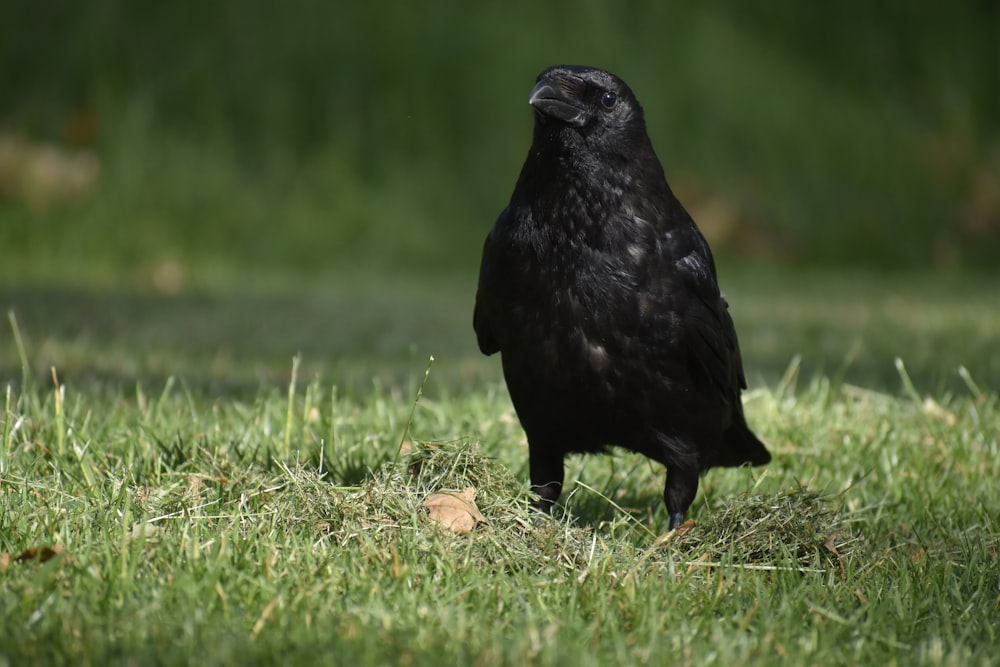 black bird on green grass during daytime