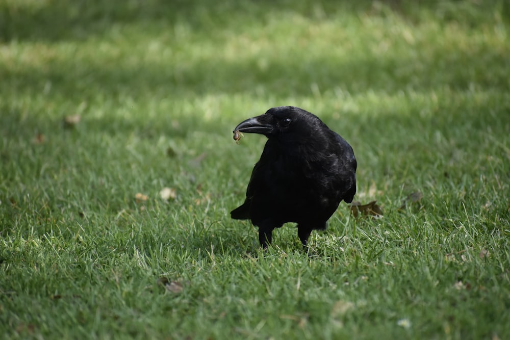 black bird on green grass during daytime