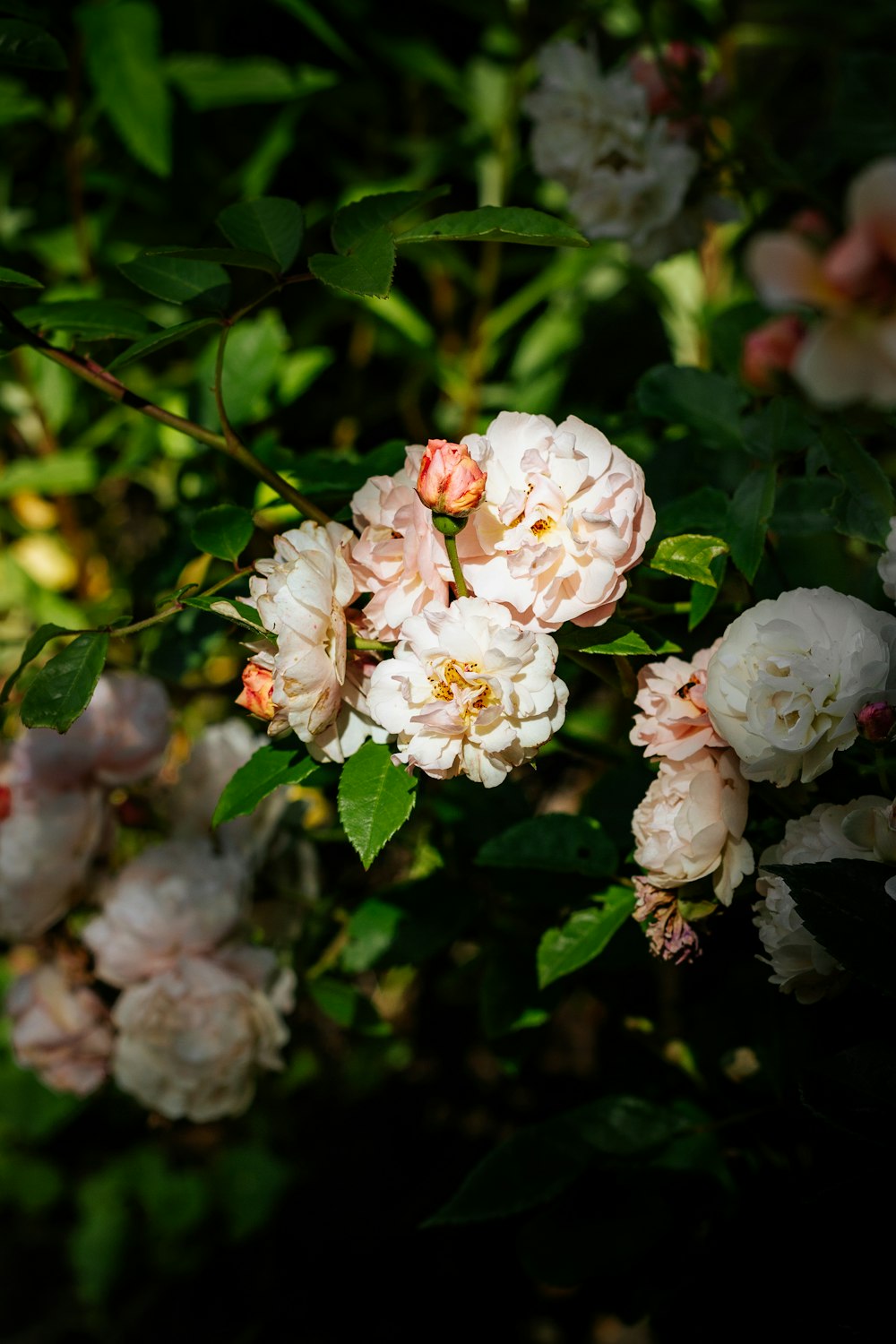クローズアップ写真の白とピンクの花