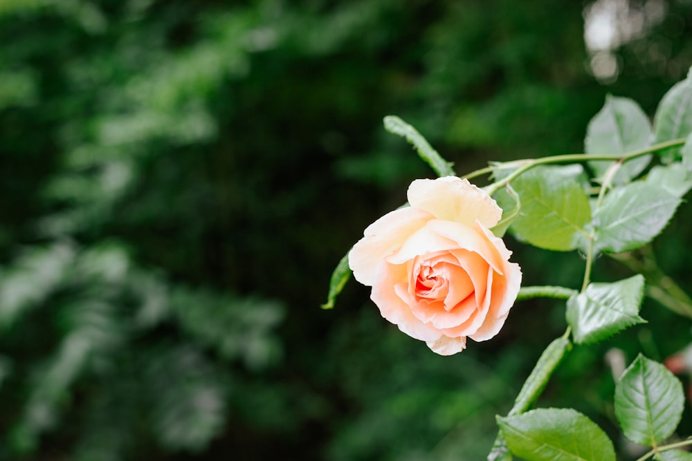 pink rose in bloom during daytime