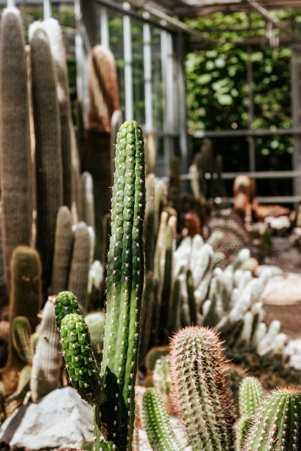 green cactus in tilt shift lens