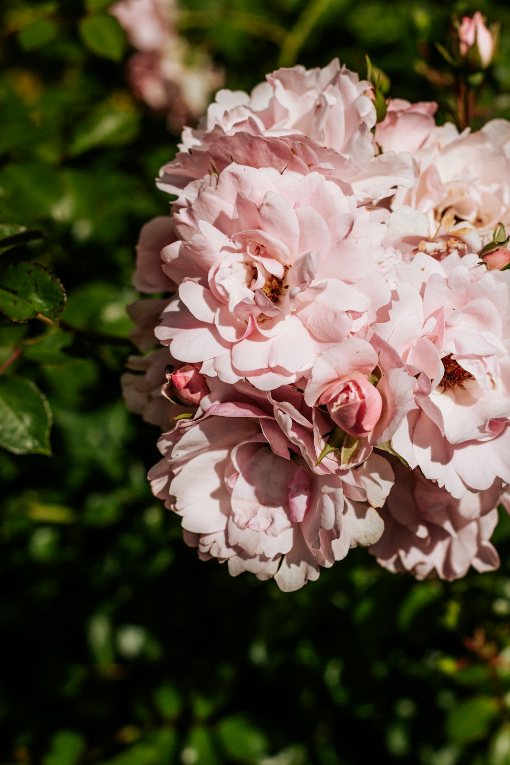 pink and white flower in close up photography