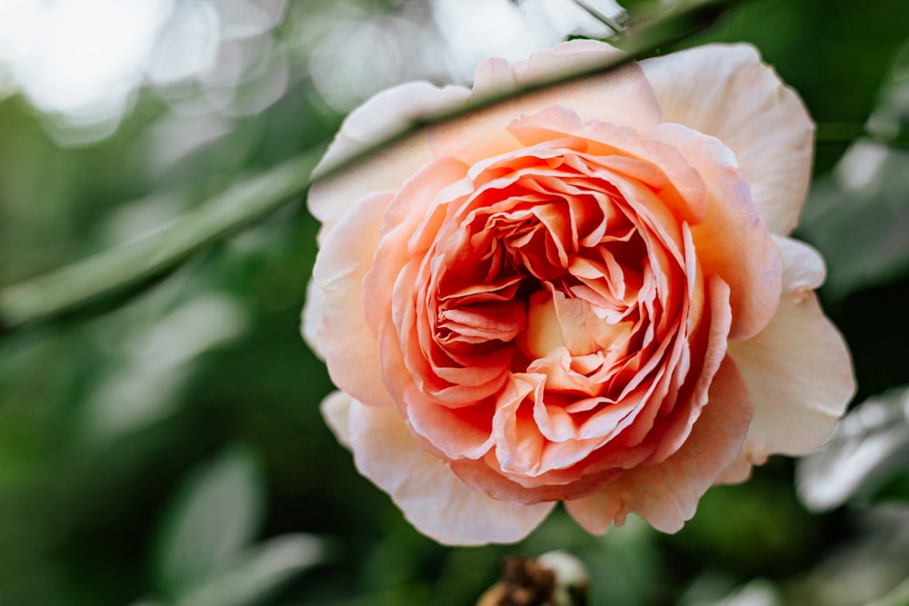 pink rose in bloom during daytime