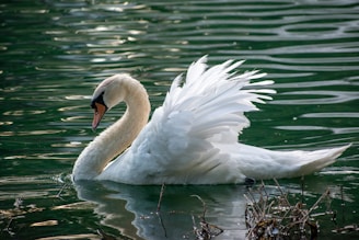 white swan on water during daytime