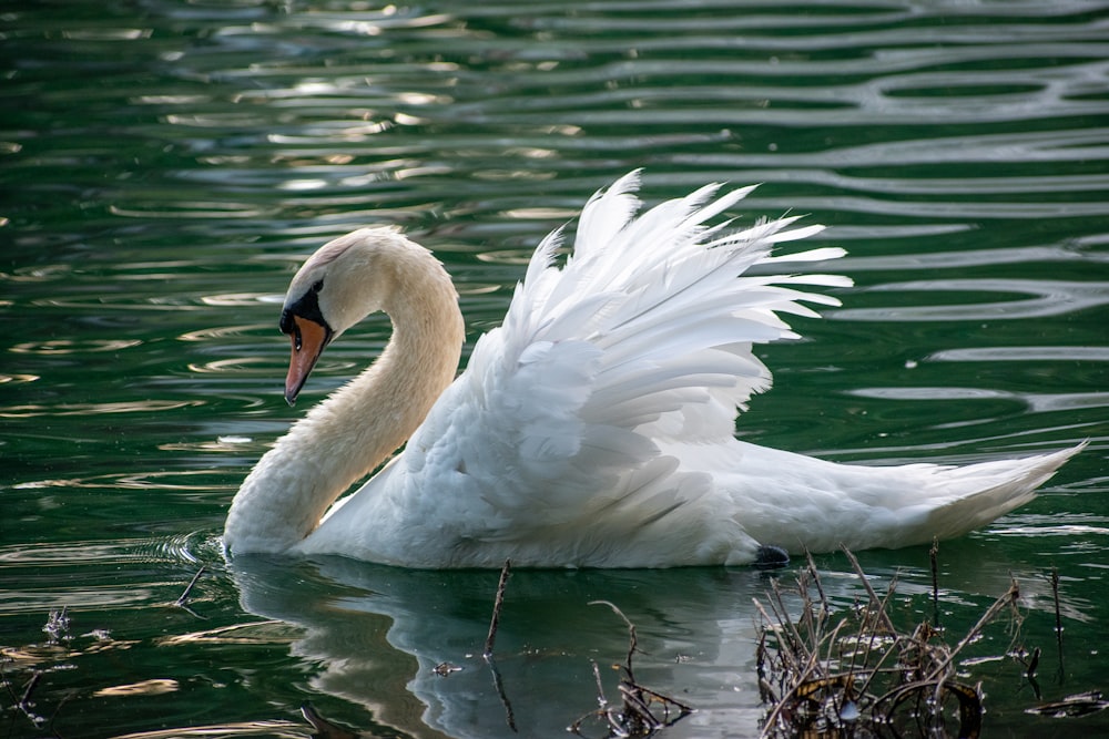 昼間の水上の白い白鳥