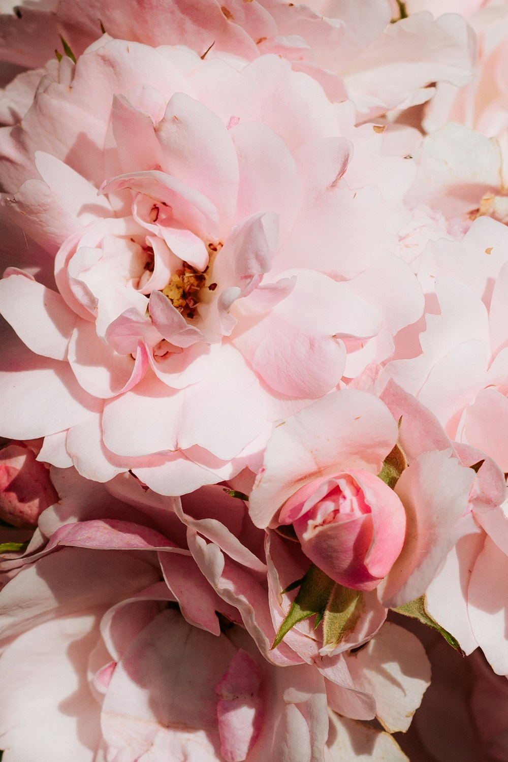 pink roses in bloom close up photo